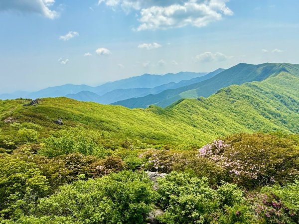 한국의 알프스에서 연분홍 철쭉 산행