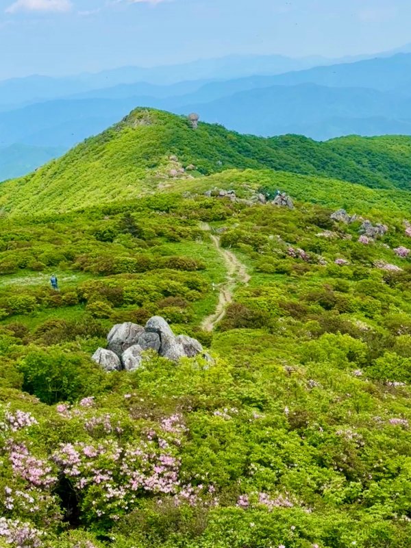 한국의 알프스에서 연분홍 철쭉 산행