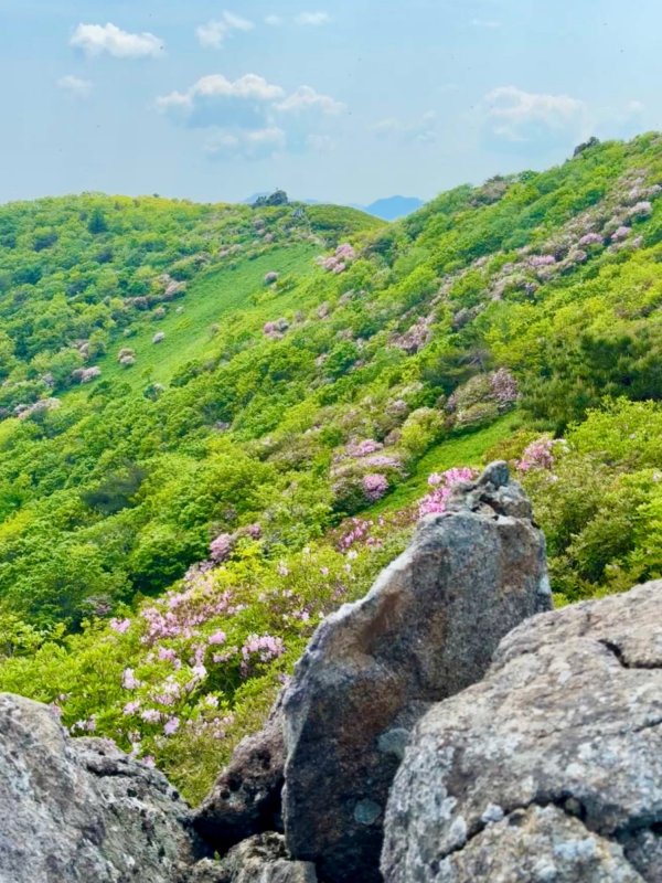 한국의 알프스에서 연분홍 철쭉 산행