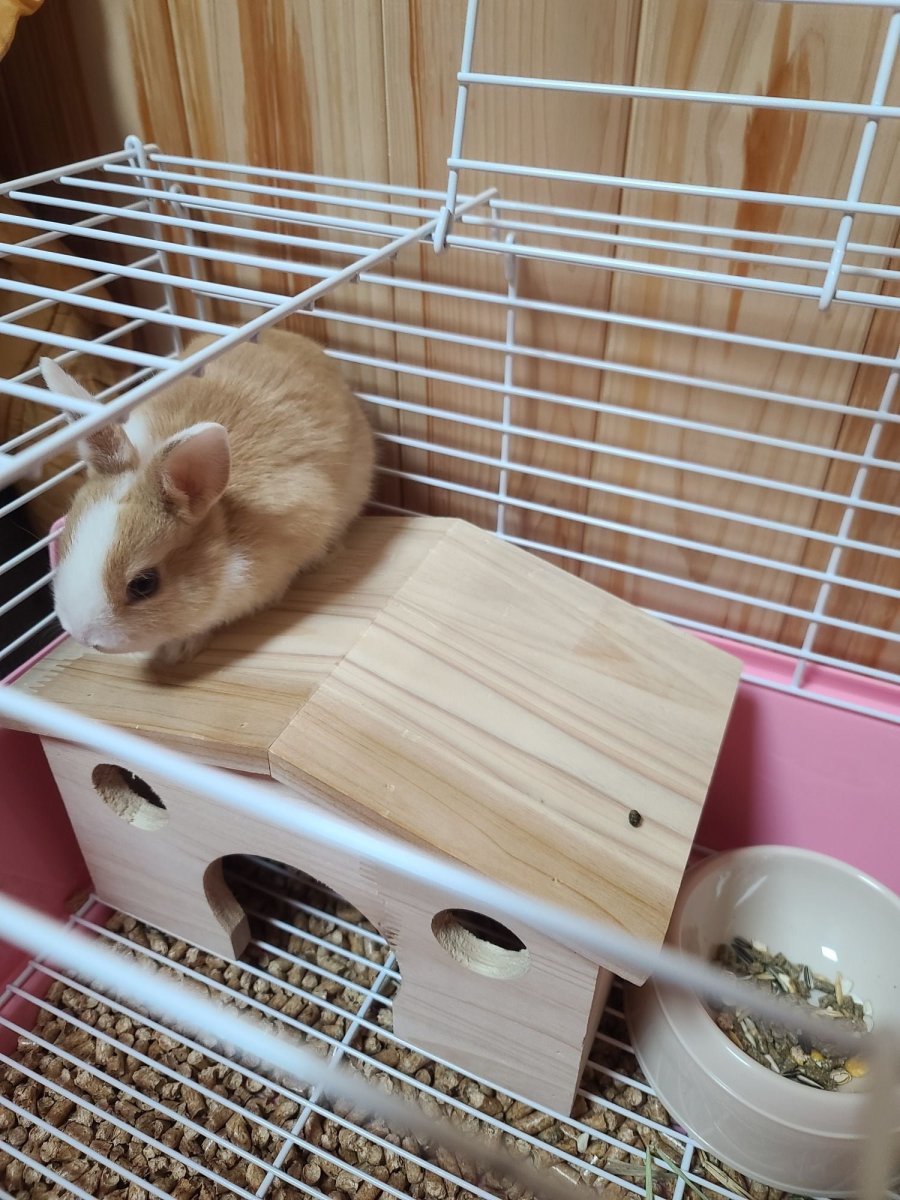 䳢