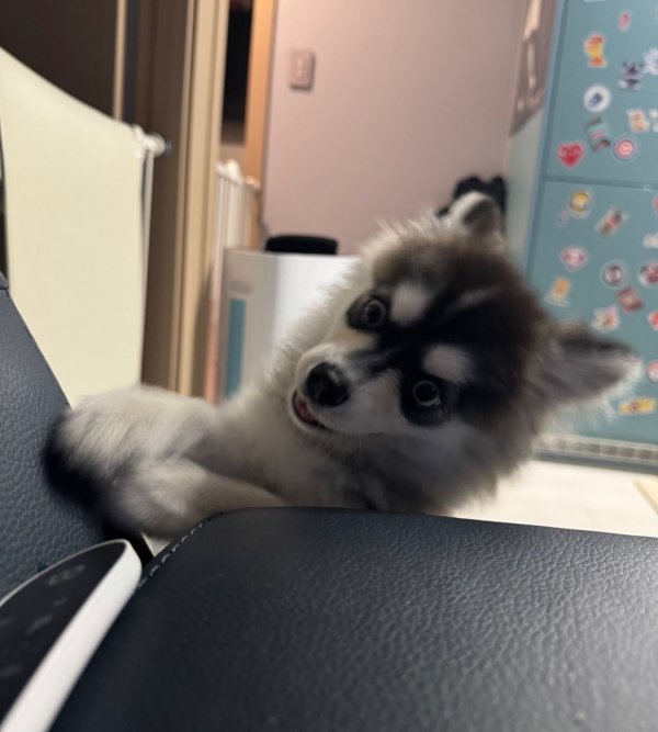 저희집 강아지 입니다.