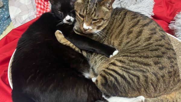 첫째와 막내냥이