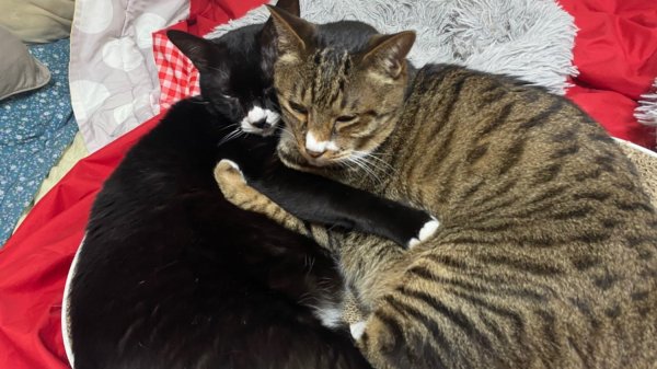 첫째와 막내냥이