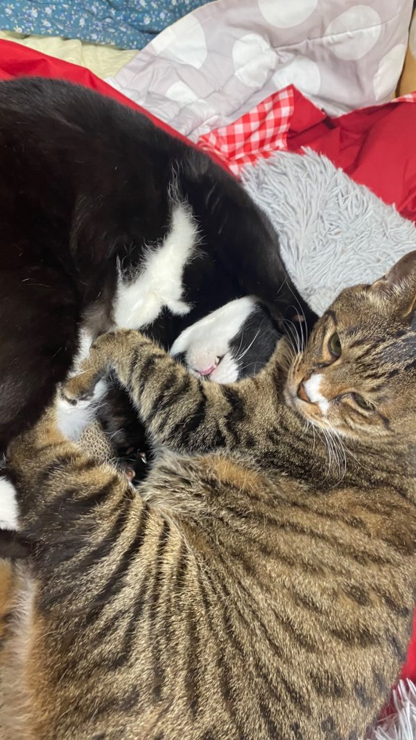 첫째와 막내냥이