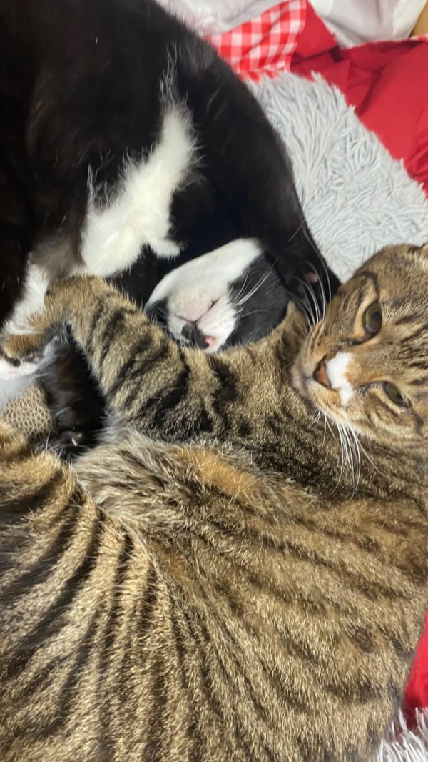첫째와 막내냥이