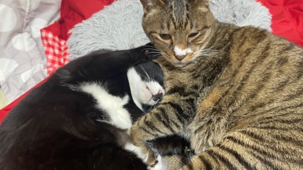 첫째와 막내냥이