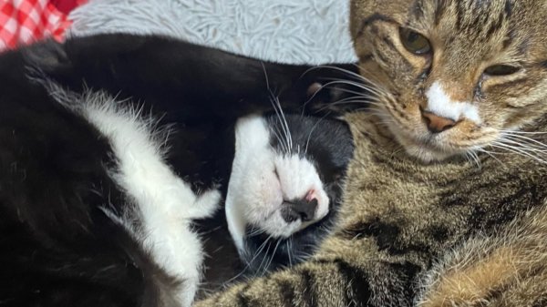 첫째와 막내냥이