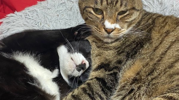 첫째와 막내냥이