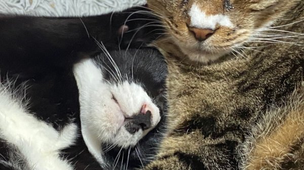 첫째와 막내냥이
