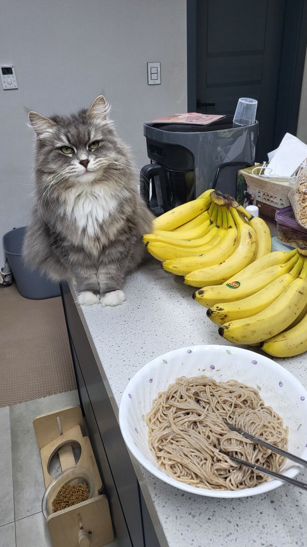 밥먹을 때에 부담주는 시베리안 두 뚠띤이