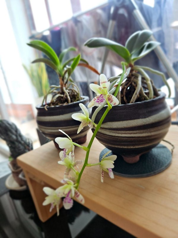 화분 꽃입니다.