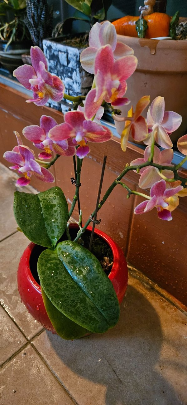 화분 꽃입니다.