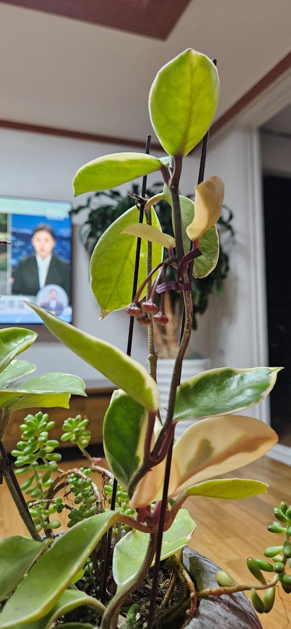화분 꽃입니다.