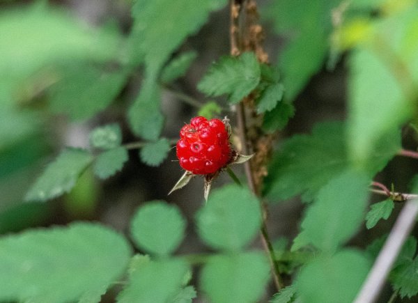 산딸기와 T.O.P스위트아메리카노,그리고 아삭아삭햄치즈샌드위치