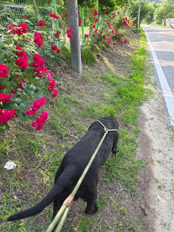 아침산책