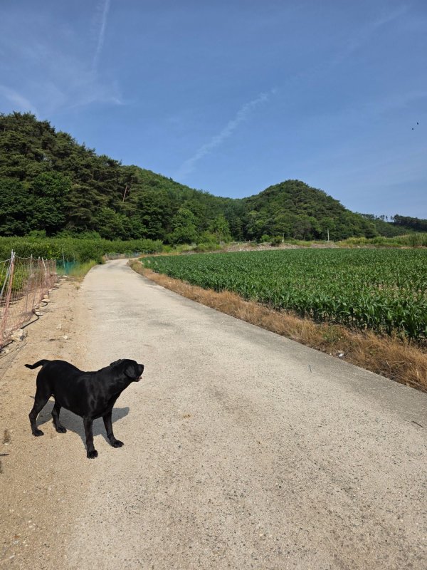 아침산책