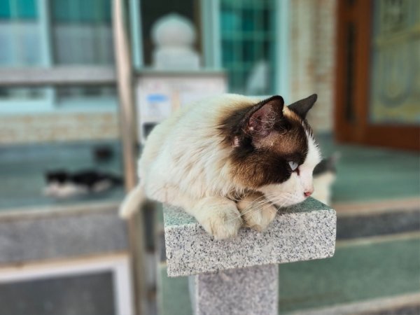 시고르 렉돌 3세