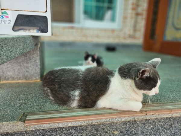 시고르 렉돌 3세