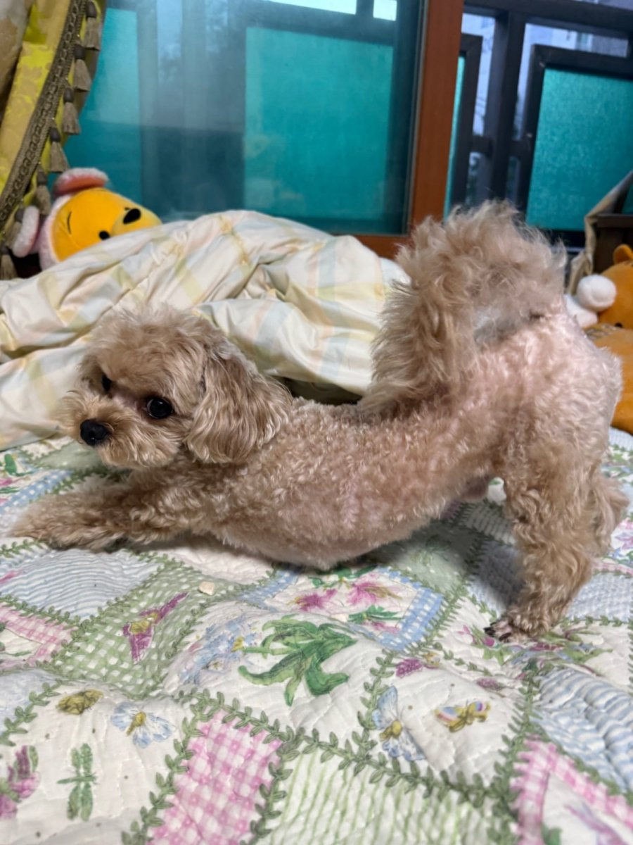 ƼǪ  Ծ