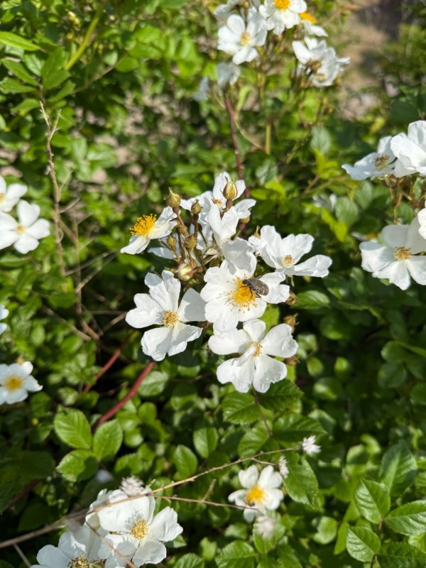 찔레꽃