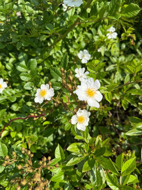 찔레꽃