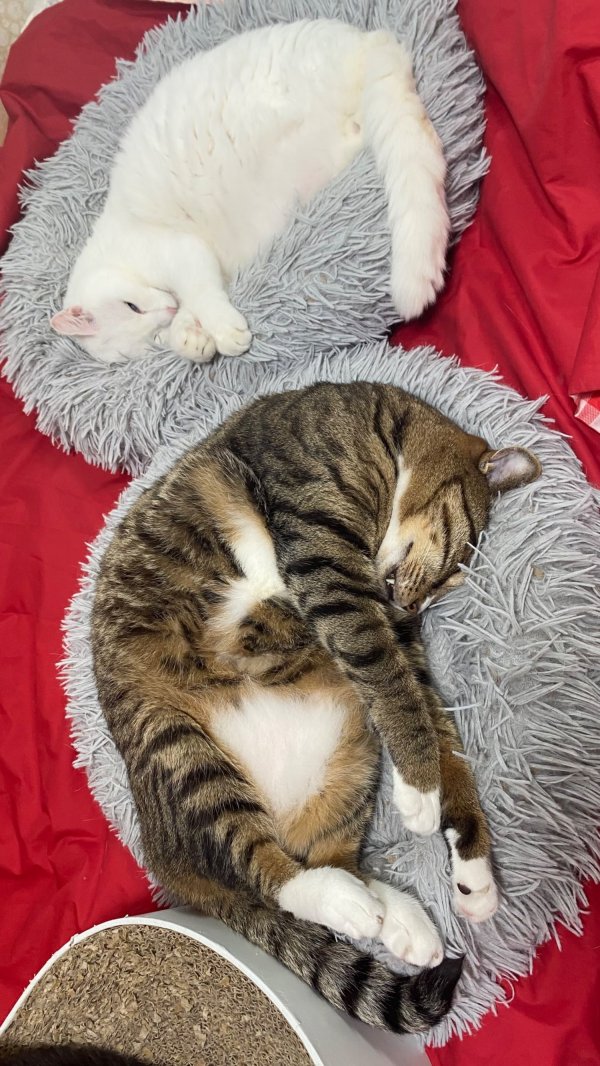 딥슬립 삼냥이