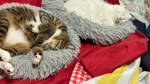 딥슬립 삼냥이