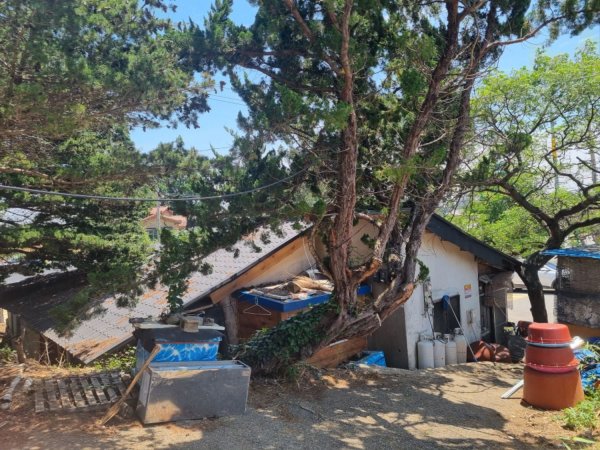 방금 지인이랑 먹은 운저리회무침 병어회입니다
