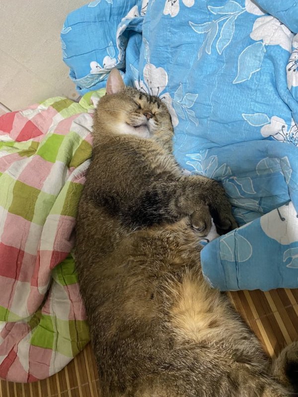 잠자는 이불속 고양이