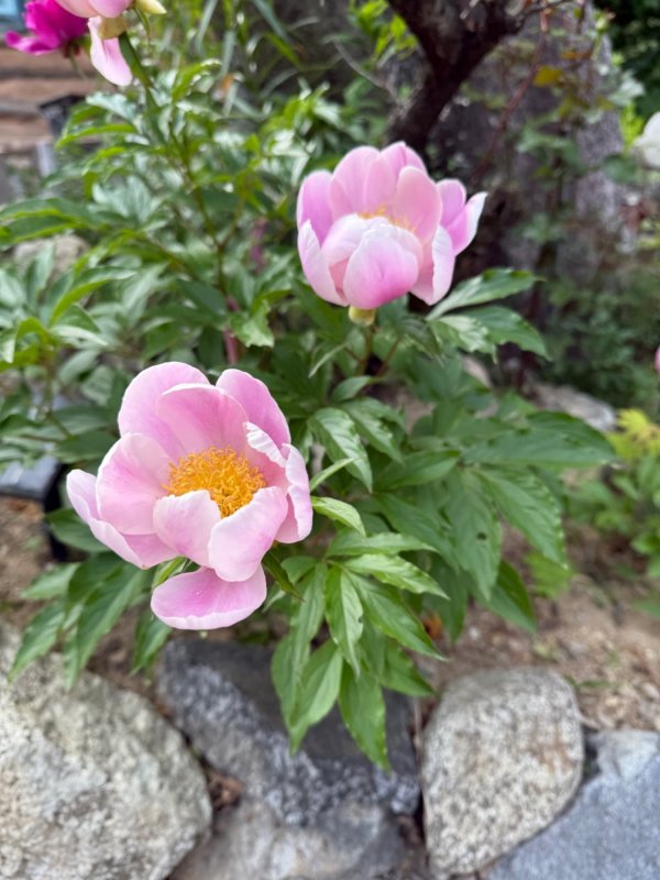 작약