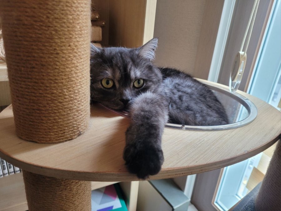 츮 