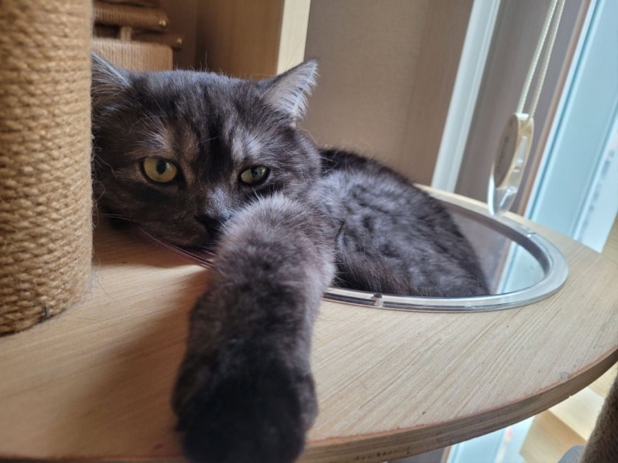 츮 
