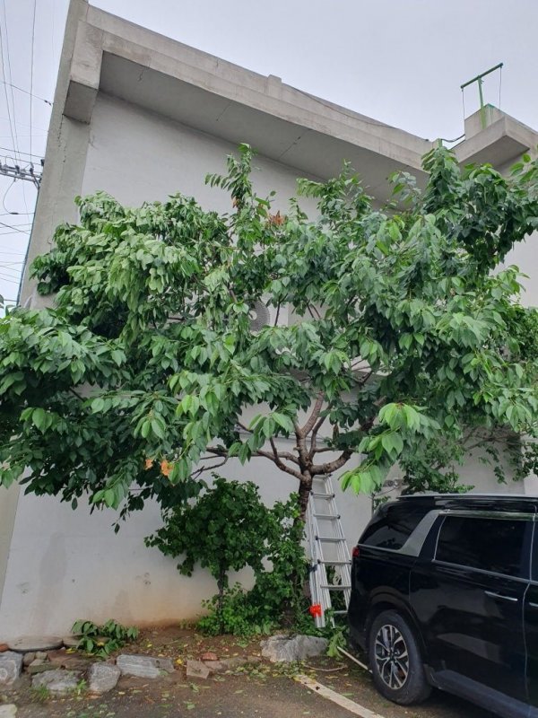 무슨 나무인지 몰라서 다시 촬영해서 왔어요.