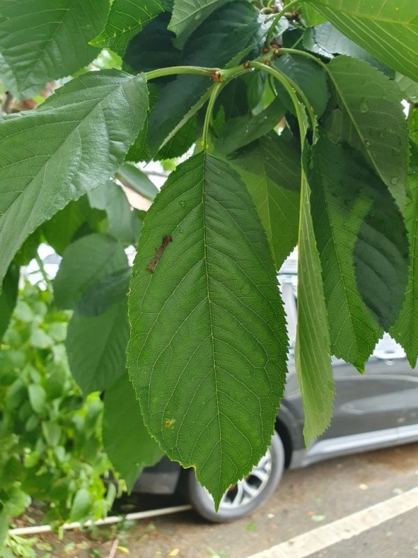 무슨 나무인지 몰라서 다시 촬영해서 왔어요.
