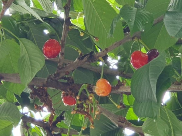 무슨 나무인지 몰라서 다시 촬영해서 왔어요.