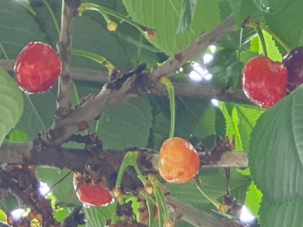 무슨 나무인지 몰라서 다시 촬영해서 왔어요.