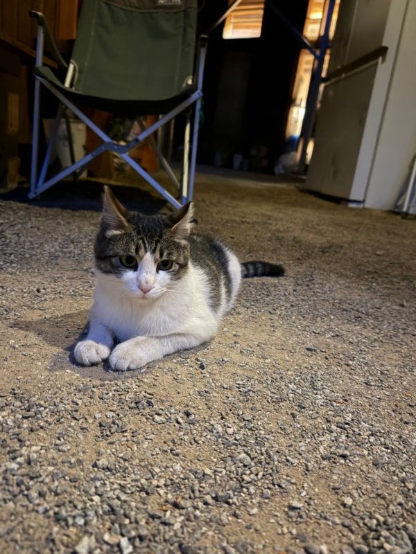길냥이
