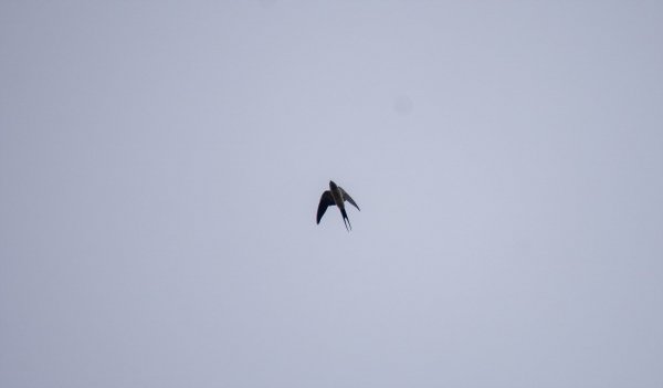 _DSC9766.jpg