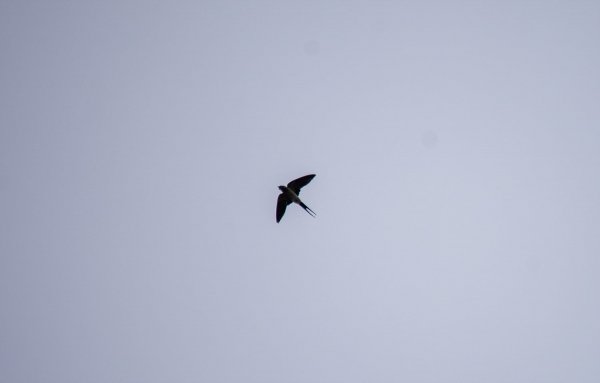 _DSC9770.jpg