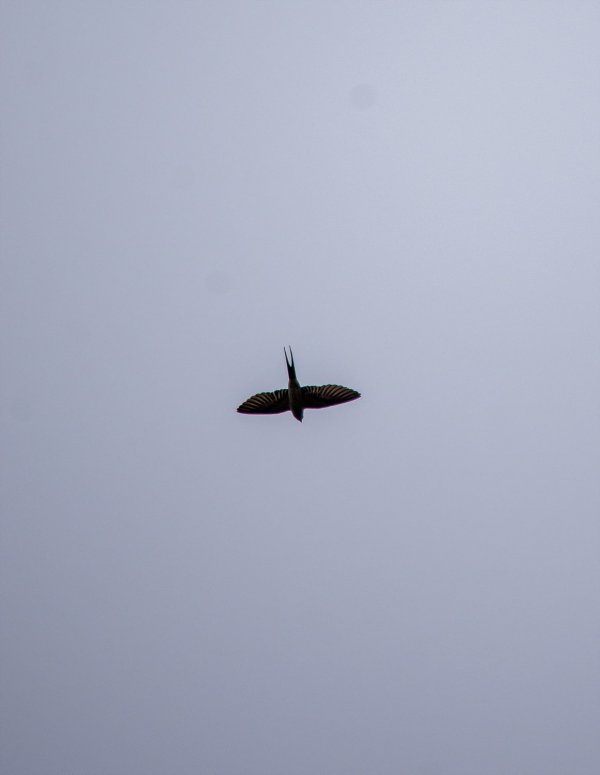 _DSC9773.jpg