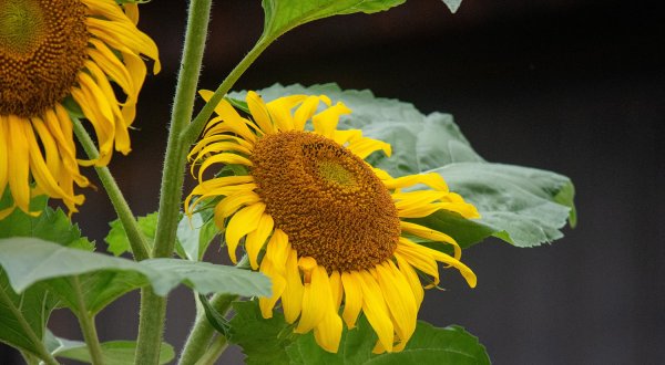 _DSC9812.jpg