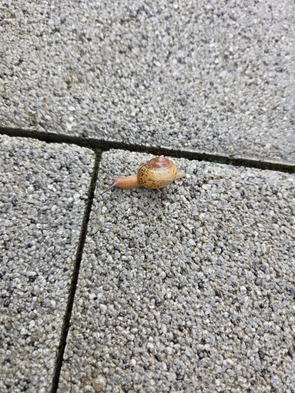 달팽이