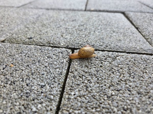 달팽이