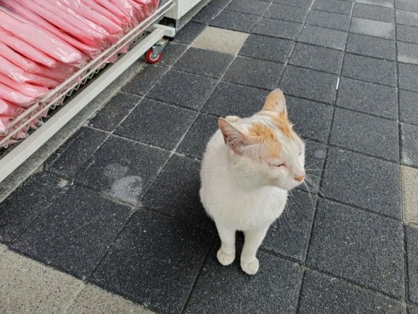모르는 고양이