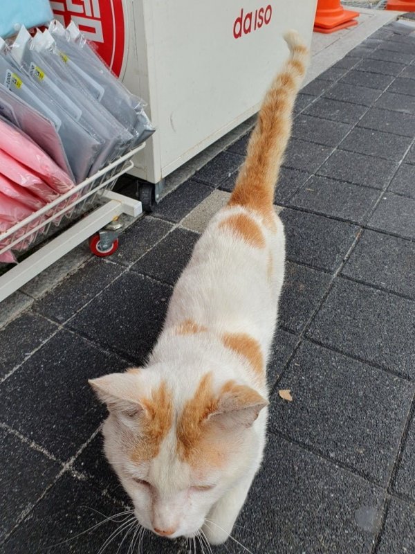 모르는 고양이