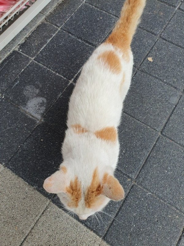 모르는 고양이
