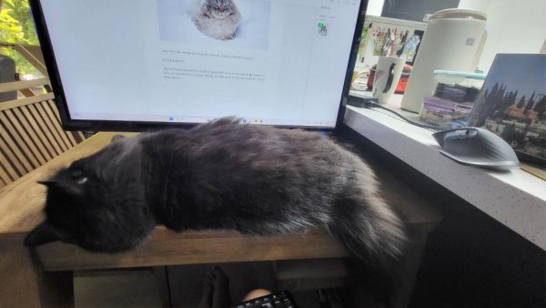 여름인데 춥네 시베리안 고양이 호강 중