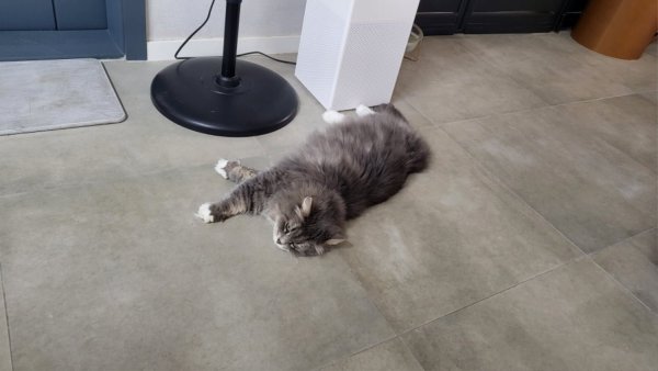 여름인데 춥네 시베리안 고양이 호강 중