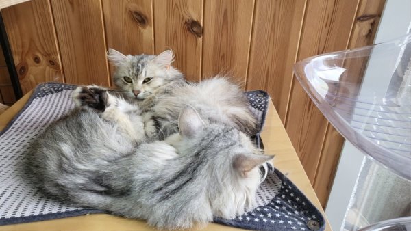 여름인데 춥네 시베리안 고양이 호강 중