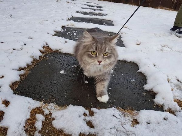 여름인데 춥네 시베리안 고양이 호강 중